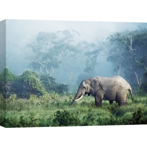 Leinwandbilder. Frank Krahmer, Afrikanische Elefanten, Tansania