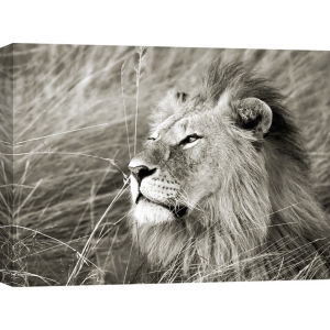 Cuadro de león en canvas. Krahmer, León africano, Masai Mara, Kenia