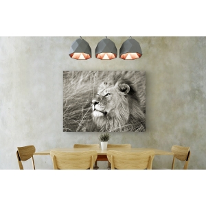 Tableau sur toile. Frank Krahmer, Lion d'Afrique, Masai Mara, Kenya 