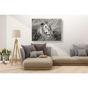 Cuadro de león en canvas. Krahmer, León africano en Masai Mara, Kenia