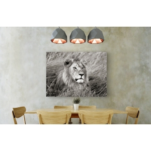 Leinwandbilder. Frank Krahmer, Afrikanischer Löwe, Masai Mara, Kenia 