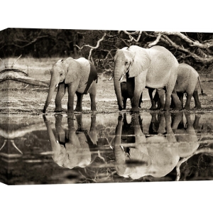 Leinwandbilder. Frank Krahmer, Afrikanische Elefanten, Botswana
