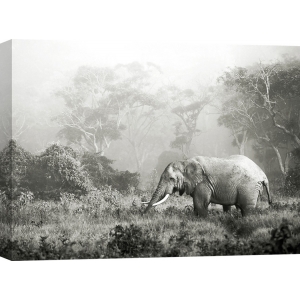 Leinwandbilder. Krahmer, Afrikanische Elefanten, Ngorongoro-Krater