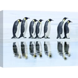 Cuadro animales, fotografía en canvas. Krahmer, Grupo de pingüinos