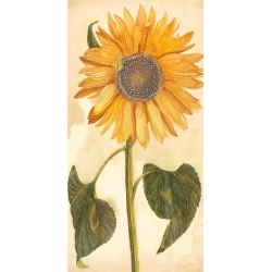 Kunstdruck, Leinwandbilder, Sonnenblume, 1688-1698