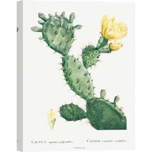 Cuadro, poster y lienzo, Redouté, Aloe, de Historia de las suculentas