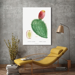 Botanical art print and canvas. Redouté, Cactus Cochenillifer I
