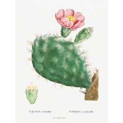 Kunstdruck, Leinwandbilder, Poster Redouté Kactus Cochenillifer II