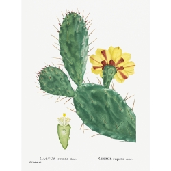 Cactus art print and canvas. Redouté, Cactus Opuntia, Prickly Pear