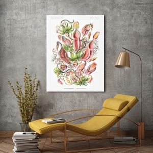 Kunstdruck, Poster Ernst Haeckel, Nepenthaceae Kannenpflanzen