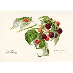 Fruit art print and canvas. Royal Charles, Purple Raspberry