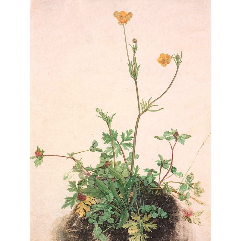 Art print, canvas by Durer,Butter Cups, Red clover and Plantain