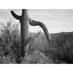 Cuadro y lienzo Ansel Adams, Cactus, Saguaro National Monument I