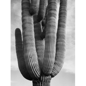 Tableau sur toile, affiche, Ansel Adams, Cactus II, Saguaro National