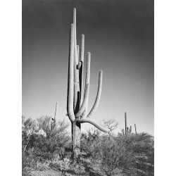 Tableau sur toile, affiche, Ansel Adams, Cactus III, Saguaro National