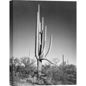 Kunstdruck Ansel Adams, Kactus II, Saguaro National Monument, Arizona