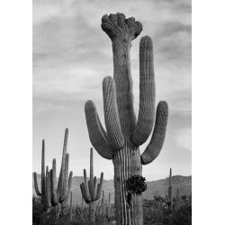 Cuadro y lienzo Ansel Adams, Cactus, Saguaro National Monument V