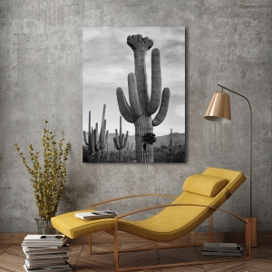 Kunstdruck Ansel Adams, Kactus V, Saguaro National Monument, Arizona