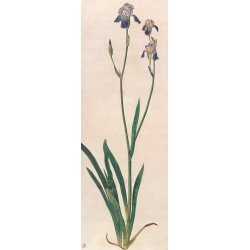 Stampa, poster, quadro su tela. Durer, Iris blu in fiore