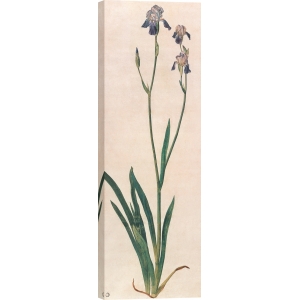 Wall art print, canvas and poster by Durer, Blue Flag Iris