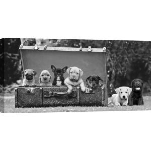 Wall art print, canvas, poster with Dog Pups in a Suitcase