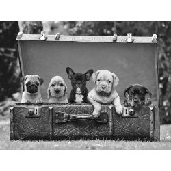 Wall art print, canvas, poster with Dog Pups in a Suitcase detail