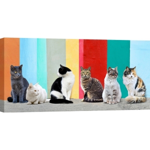 Wall art print, canvas, poster with Cats in the Sun