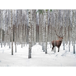Quadro su tela, poster. Cervo nella foresta di betulle, Norvegia