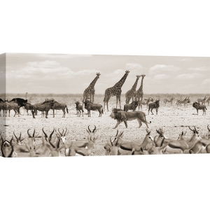 Wall art print, canvas, poster with lion in Masai Mara BW