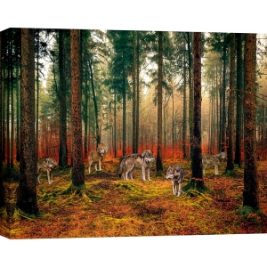 Leinwandbilder und poster, Wölfe im Wald, Pangea Images