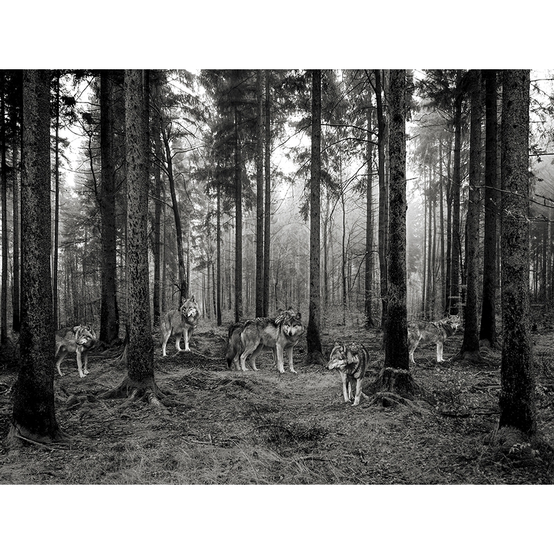 Wall art print, canvas, poster with Pack of wolves in the wood BW