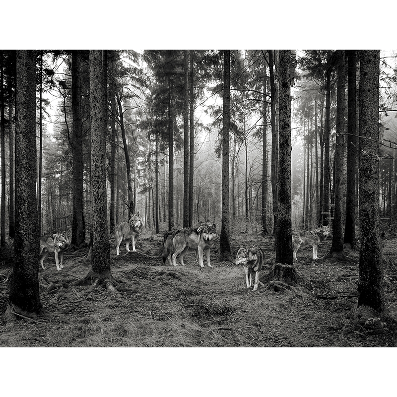 Leinwandbilder und poster, Wölfe im Wald (BW), Pangea Images