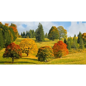 Quadro alberi in autunno. Colori d’autunno, Quebec, Canada