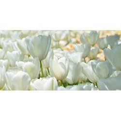 Leinwandbilder, poster, Luca Villa, Feld mit weißen Tulpen