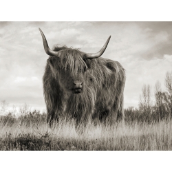 Quadro con mucca su tela, poster. Pangea Images, Mucca Highland