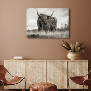 Tableau sur toile et affiche, Pangea Images, Vache Highland (BW)