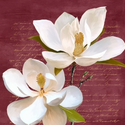 Quadro fiori bianchi su fondo rosso, Burgundy Magnolia II