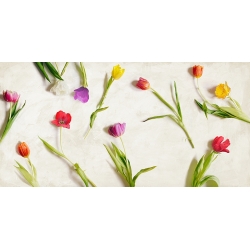 Bright flowers art print and canvas, Cut Tulips by Teo Rizzardi