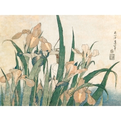 Japanischer Kunstdruck, Hokusai, Schwertlilien und Grashüpfer